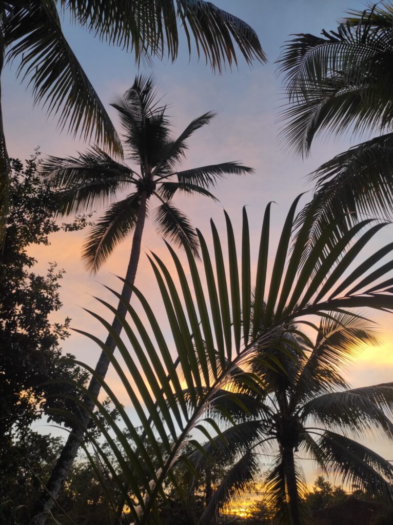 palmiers-coucher-soleil