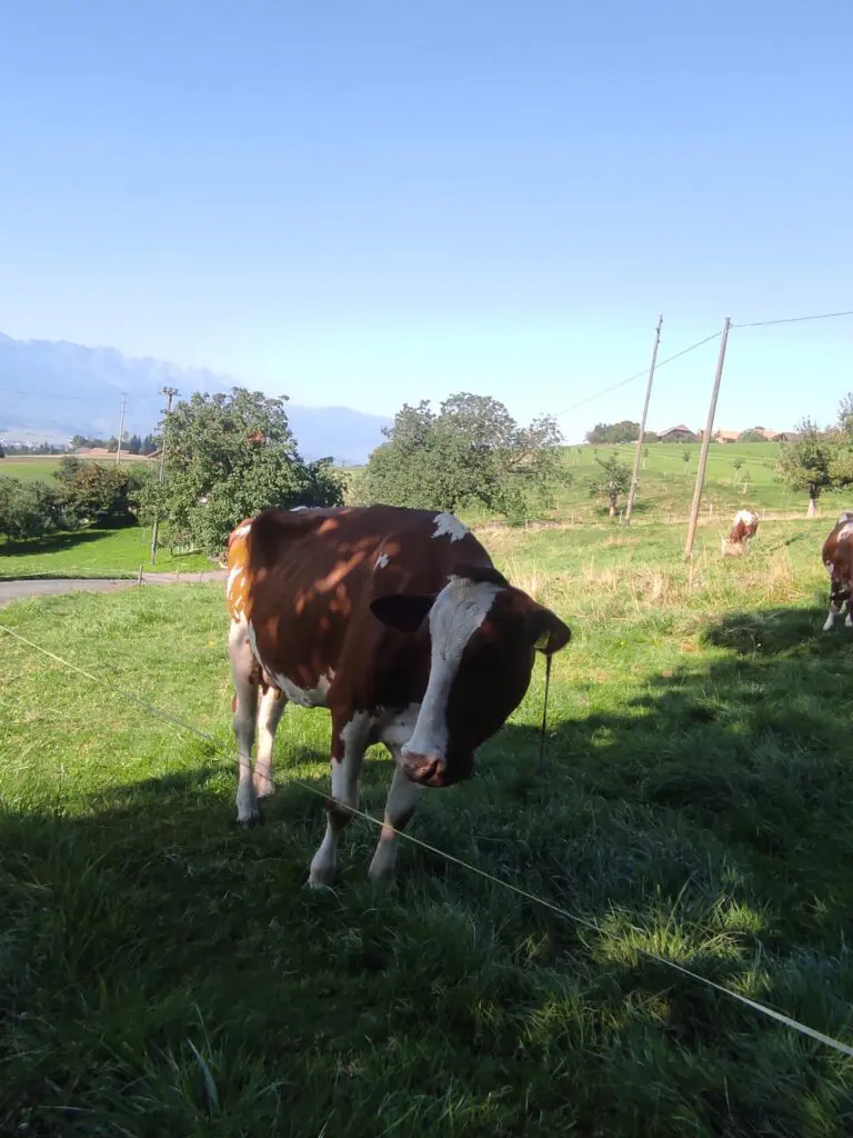 vache-farhni